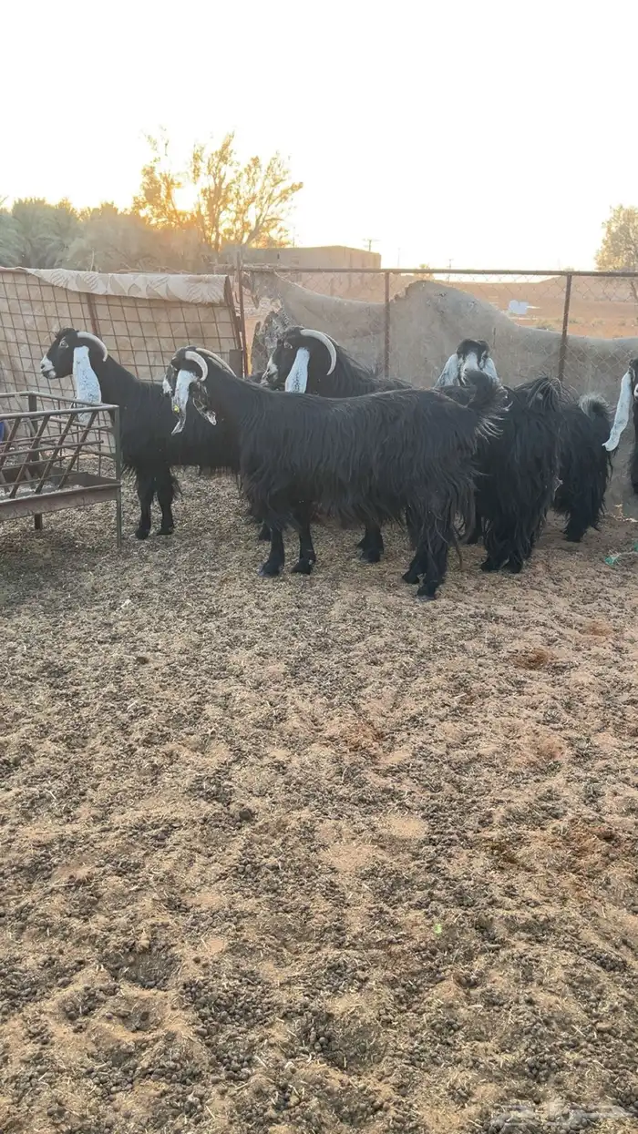 للبيع معزا 3