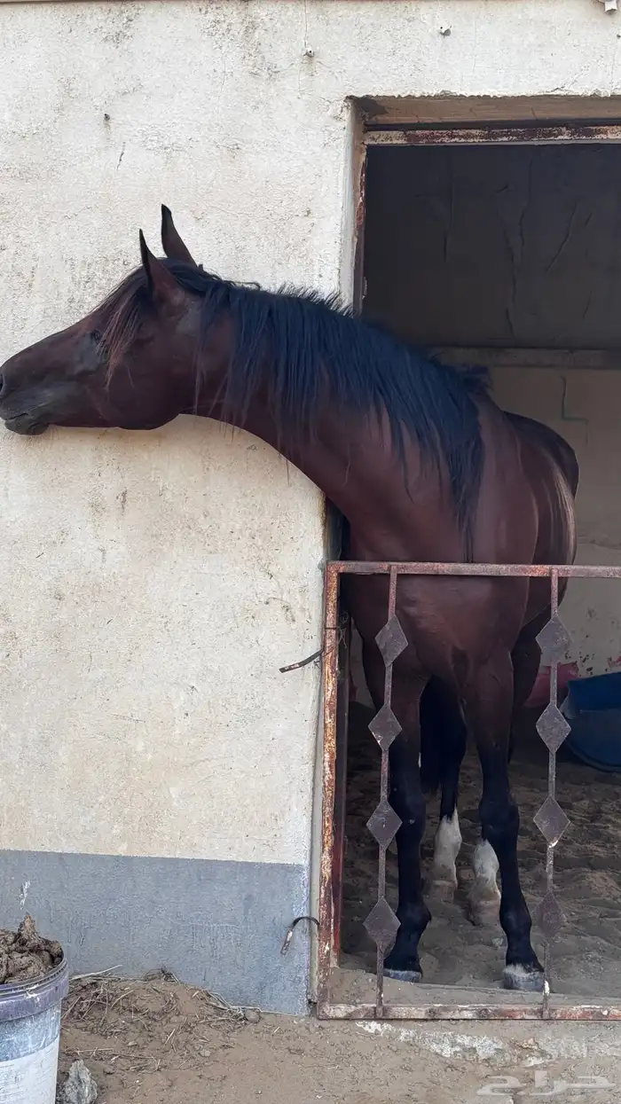 حصان شعبي حار جدا 1