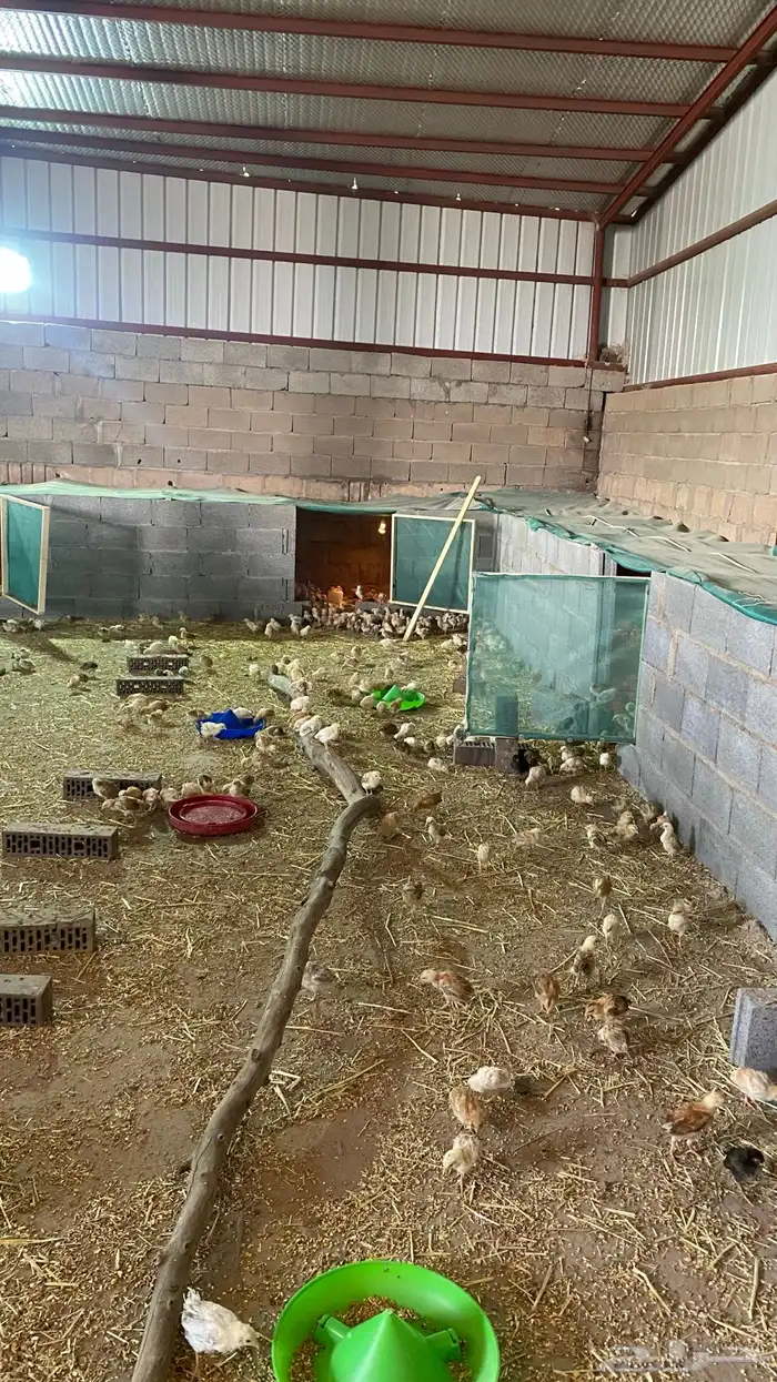 صيصان بلدي 8