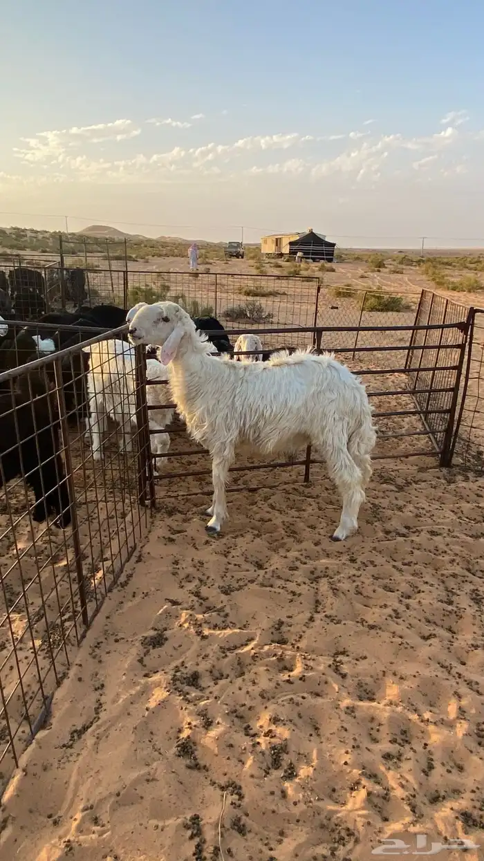 خاروف مشروع فحل العمر 8 شهور 4