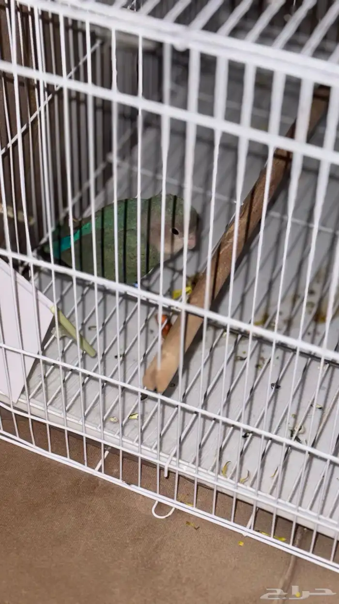 للبيع روز انثى اليفه 6