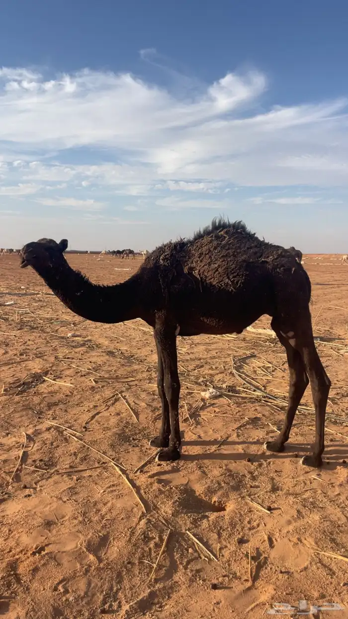 للبيع قعود مفرود 0