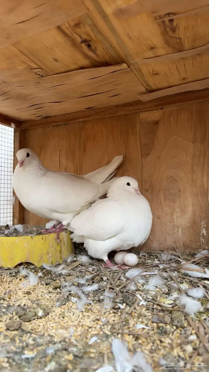 حمام لواح على الشرط منتج 1