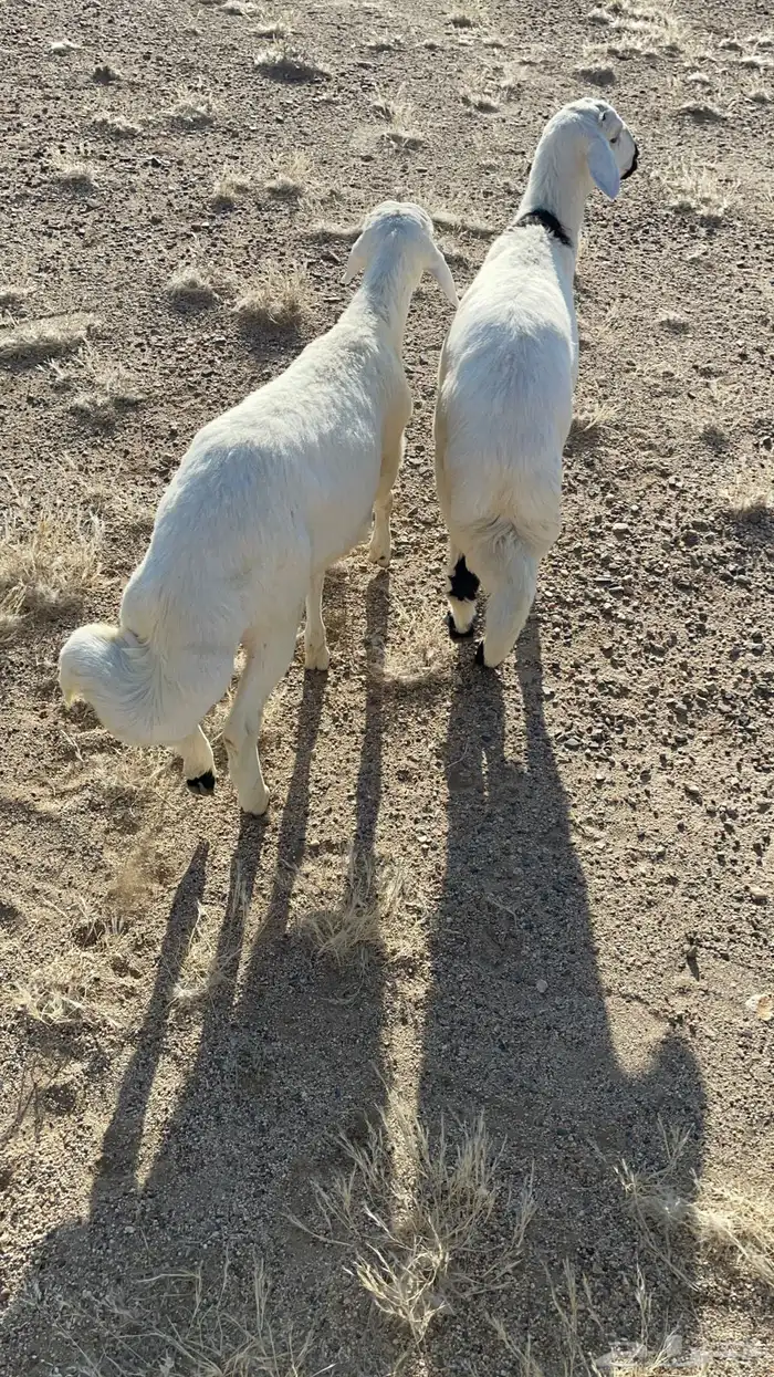 ذبايح ثلاجه 0