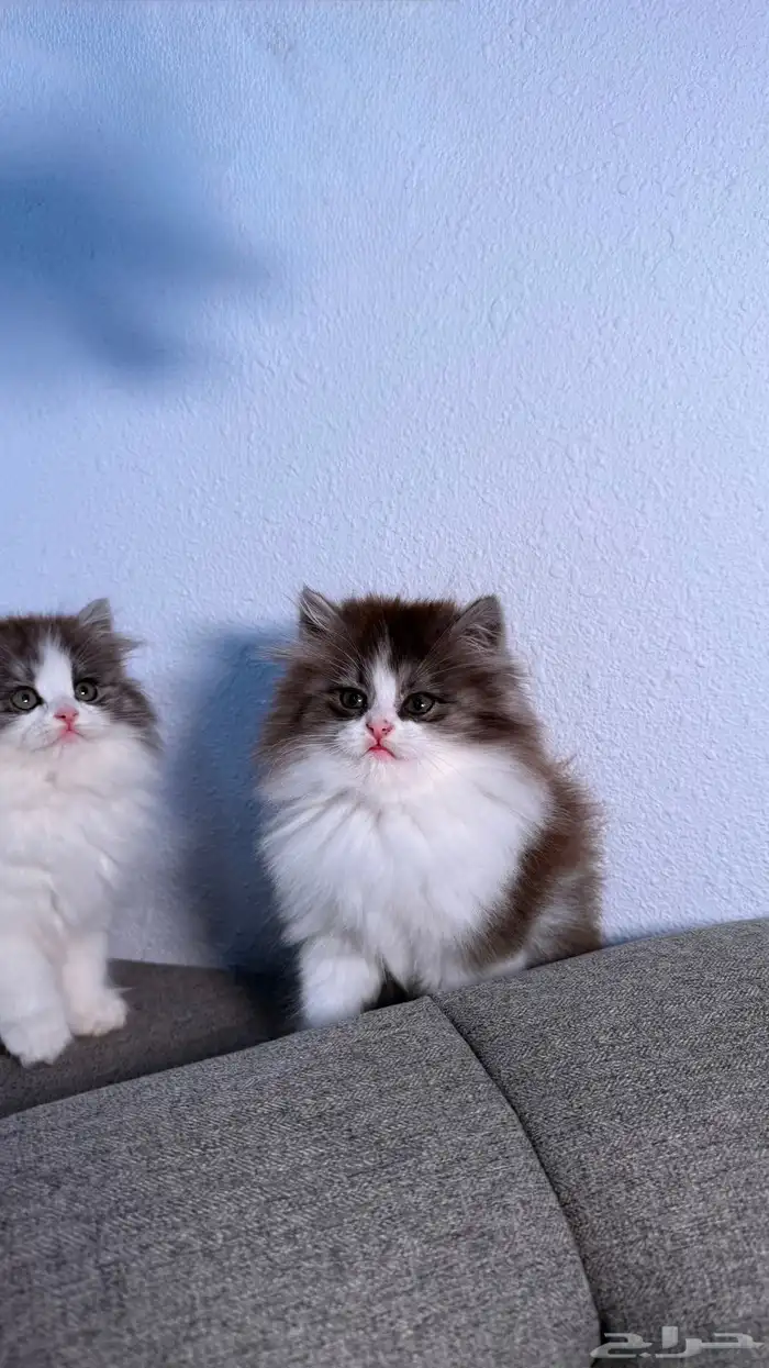 كيتين للبيع ادخل شوف الجمال 4