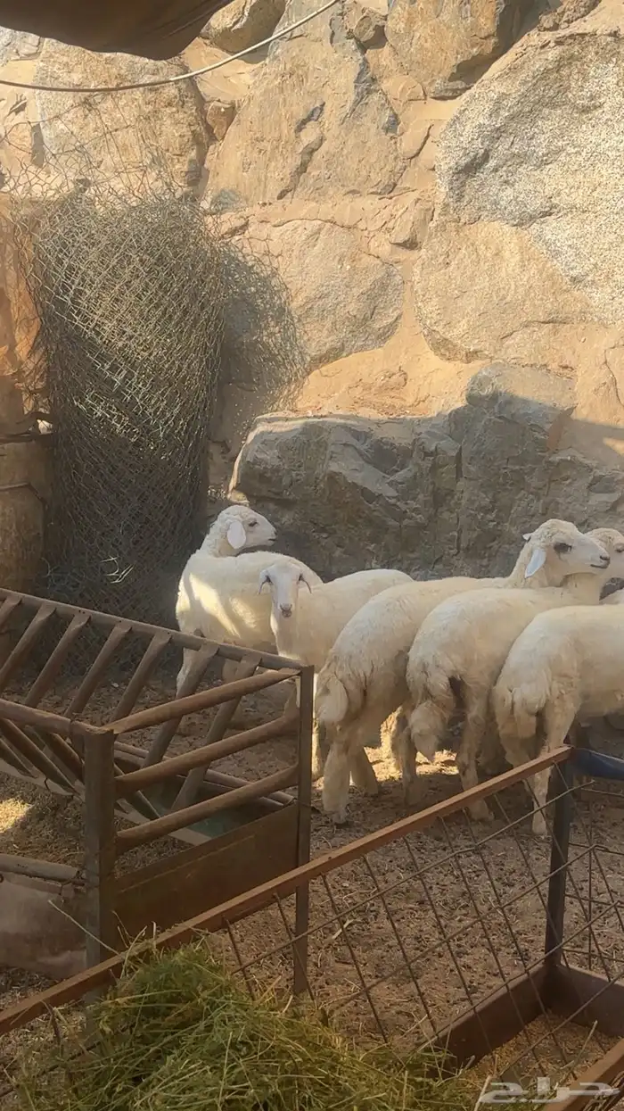 رخال حريات ذبايح 0