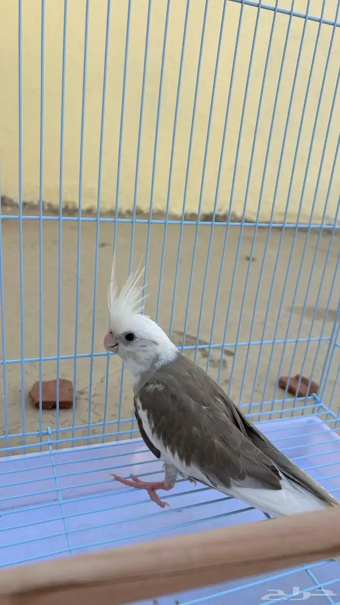 زوج كروان منتج ( نوادر ) 4