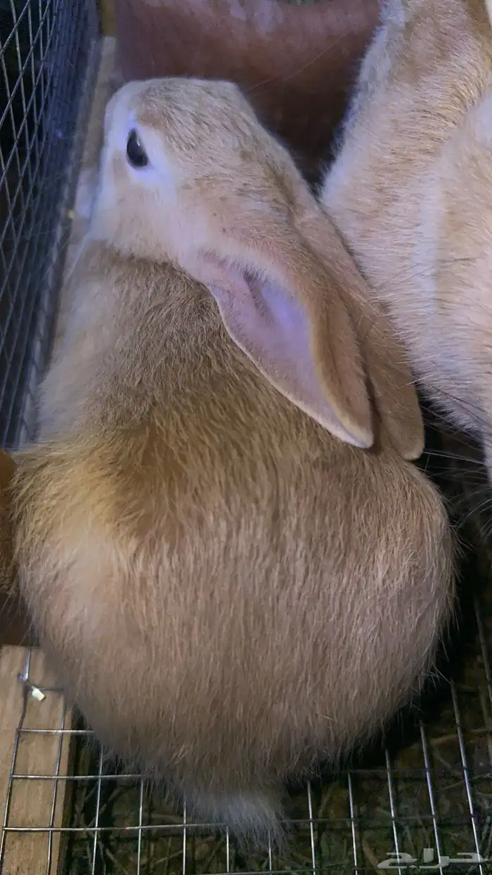 ارانب لي البيع 0