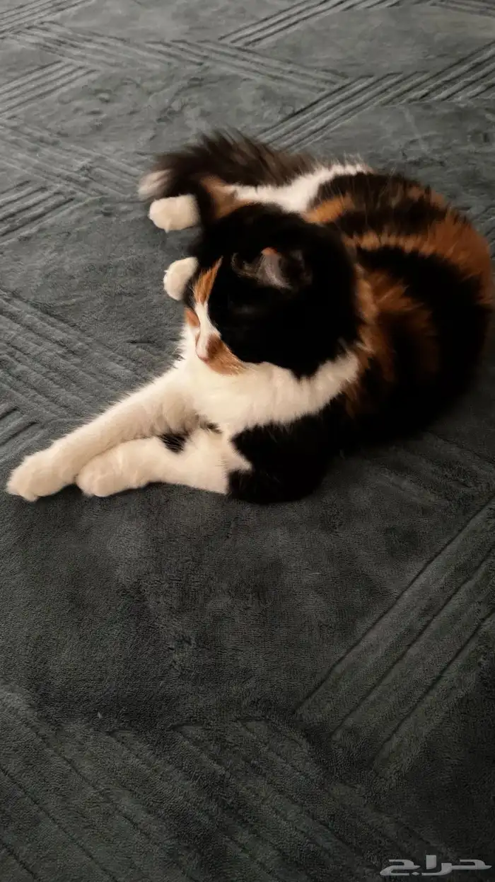 شيرازي للتبنى 1