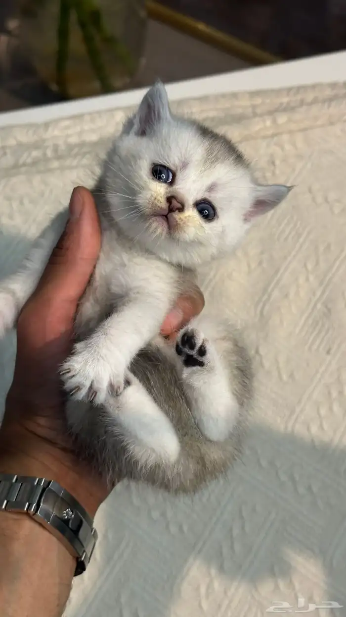 كيتن بيور سكوتش 1