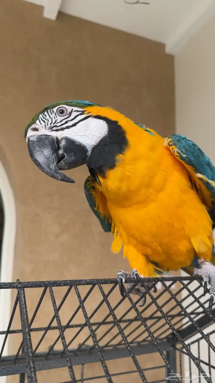 مكاو بلو اند غولد 0