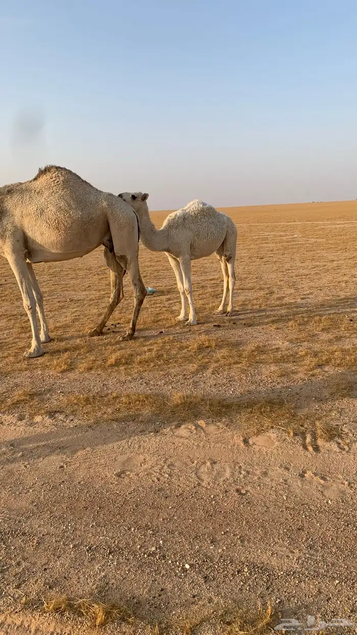 حفرالباطن القيصومة 5