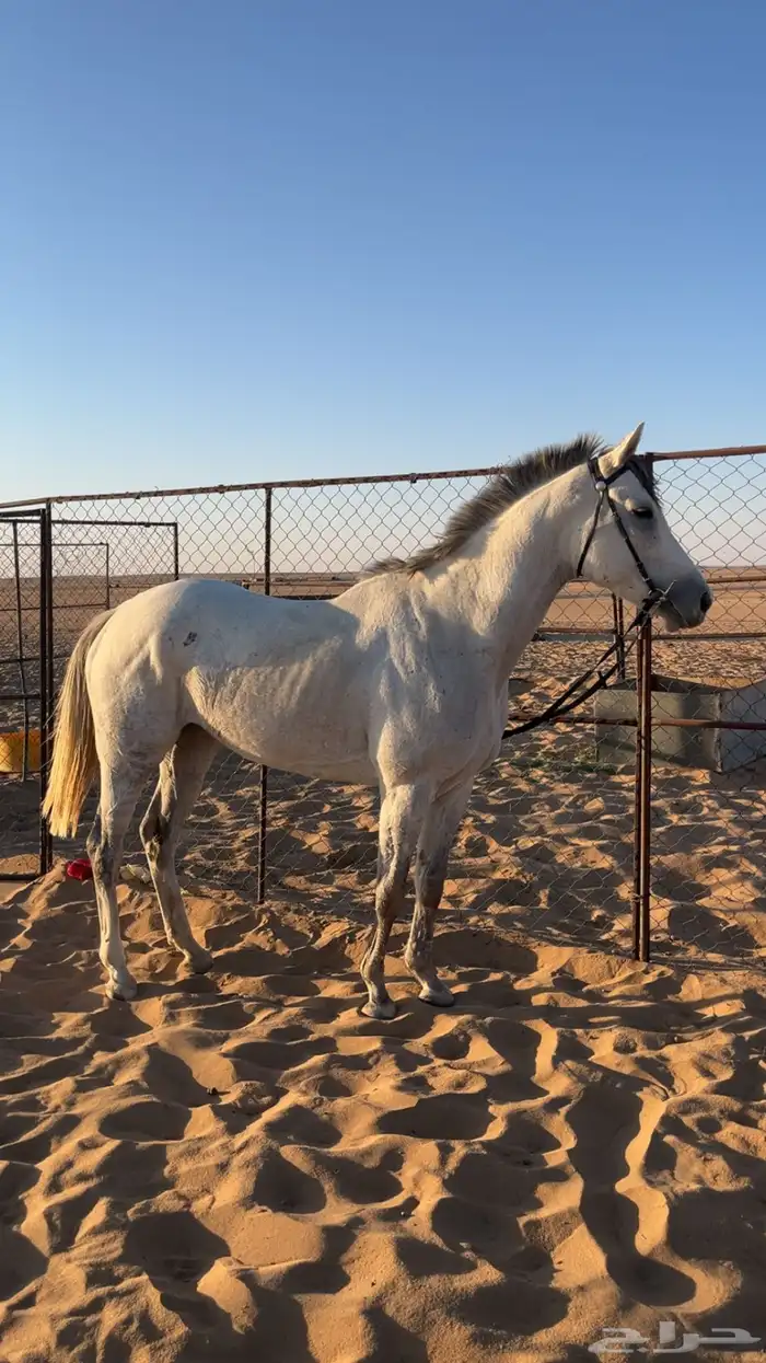 للبيع فرس مهجنه 1