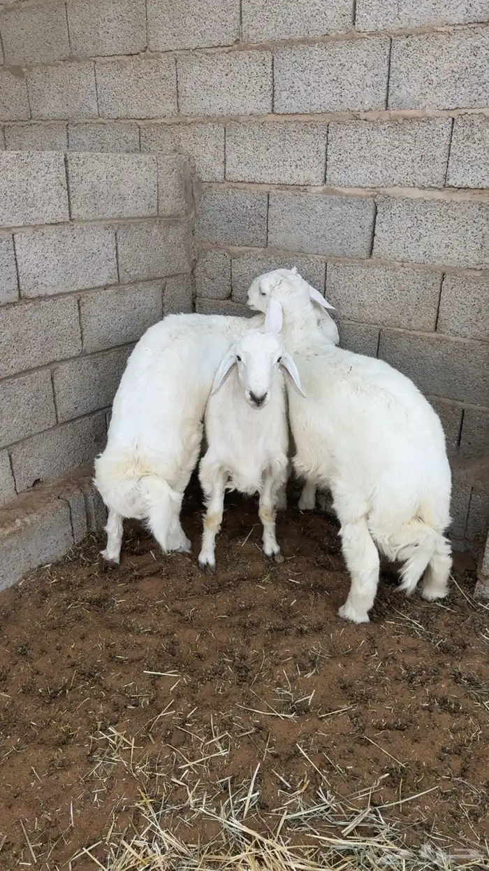 ذبايح حري نظيف شرط 0