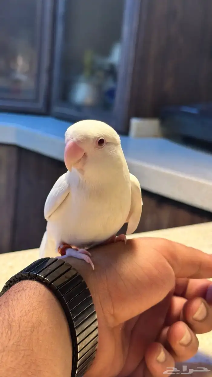 روز البينو مستوى ماشاءالله و بياضين 6