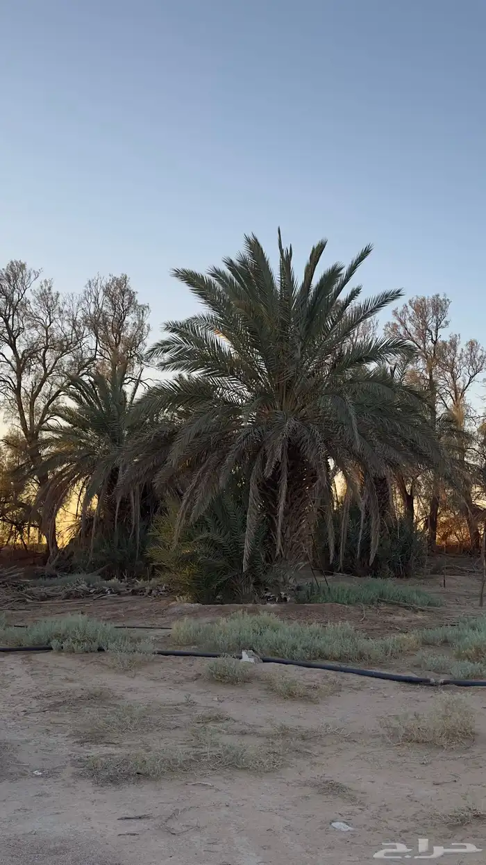 نخخل سلج خشرم صقعي متعدد للبيع سمح 0