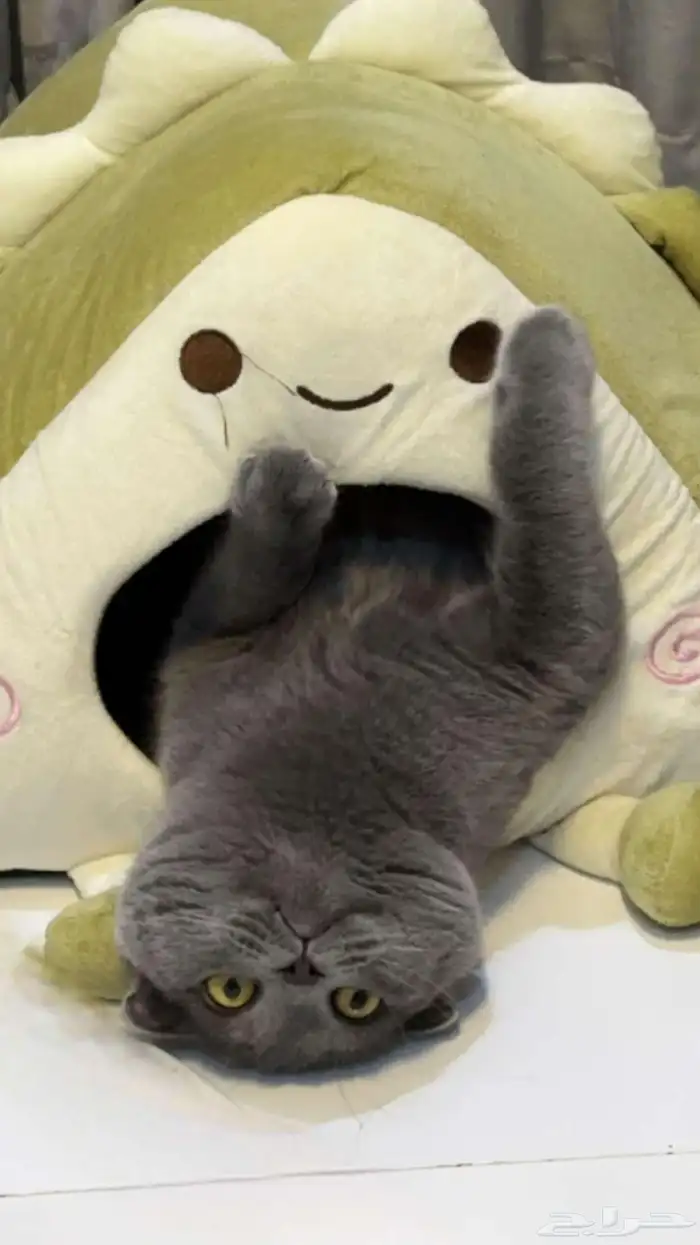 سكوتش للبيع 1