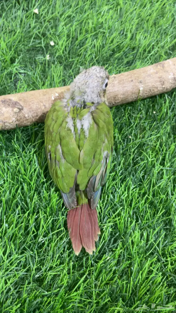 فرخ كنيور ( تم البيع ) 1