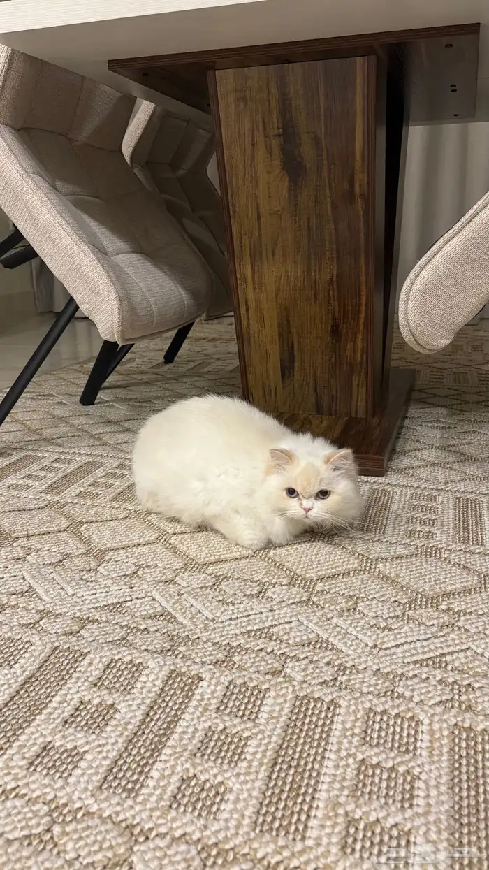 قطه شيرازي 2