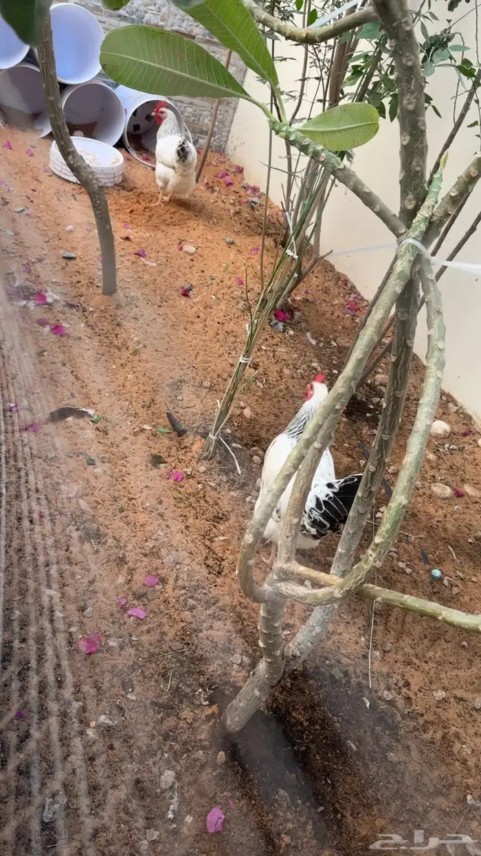 دجاج فرنسي كولمبي بيور 0