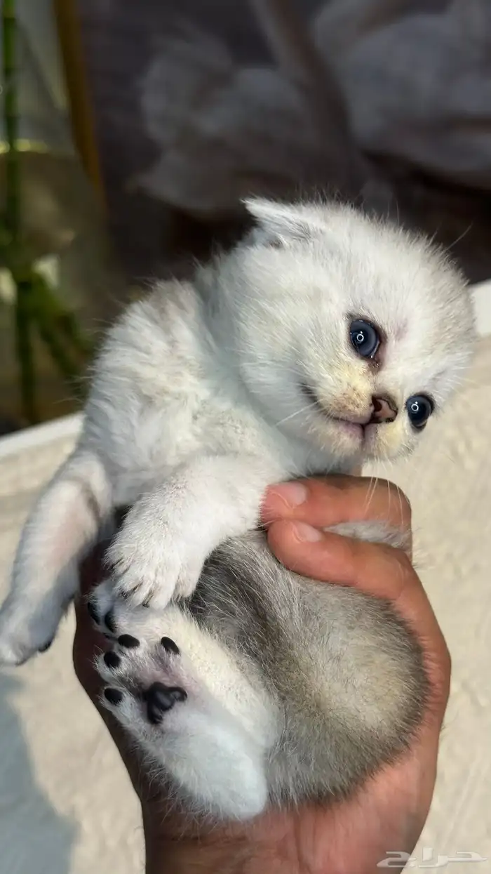 كيتن بيور سكوتش 0