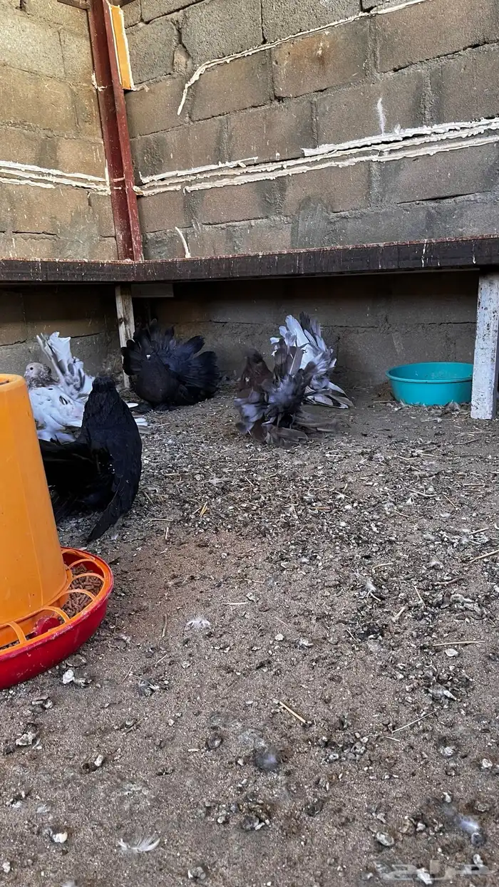 حمام أمريكي 0