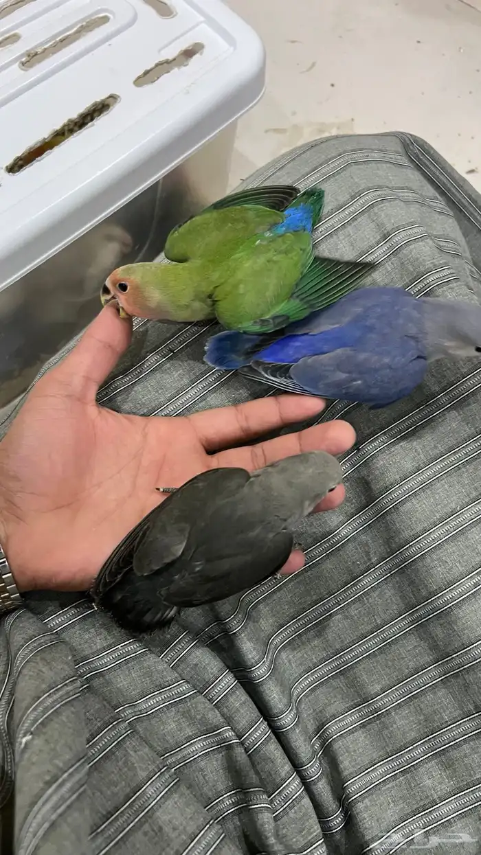 طيور روز. اليفه تفريد 200 جمله 150 5