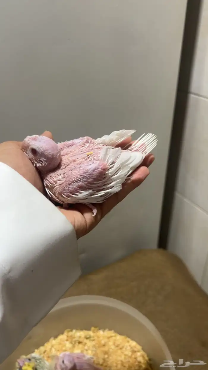 فروخ كروان الوان مميزه وأحجام جامبو ماشاءالله 6