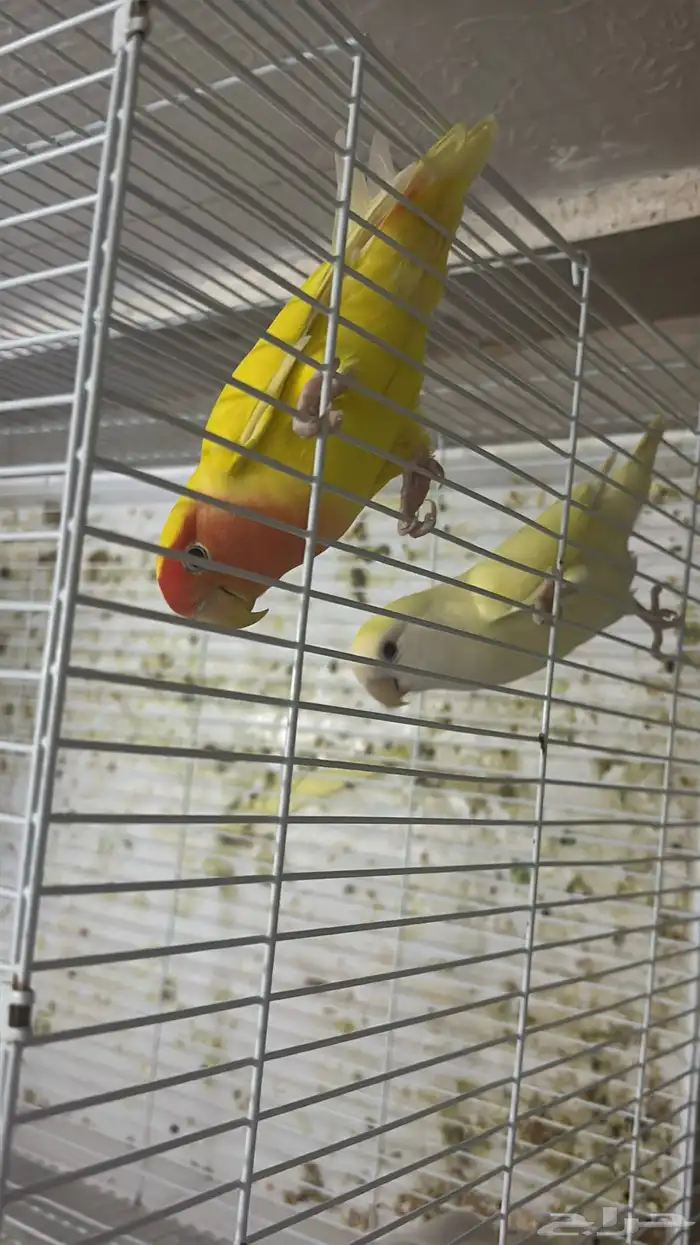 جوز روز منتج 1