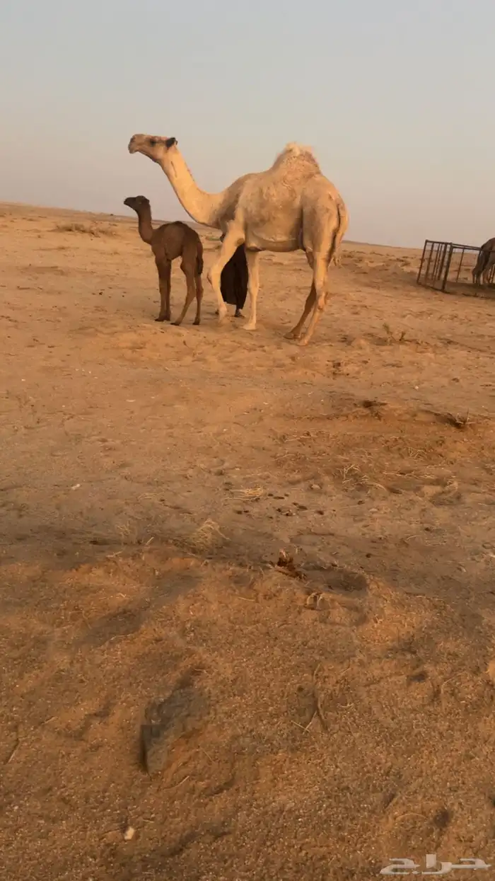 خلفه معها قعود 0