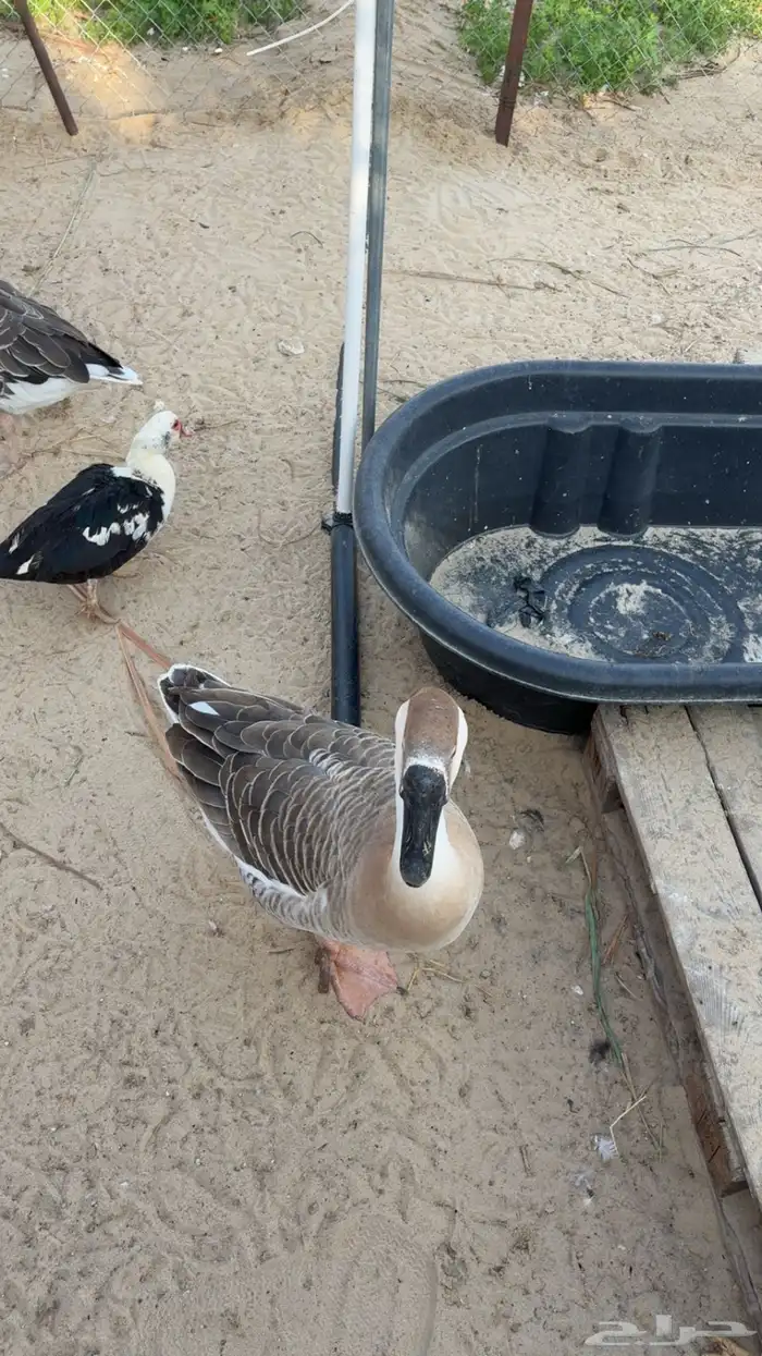 طقم وز عراقي 1