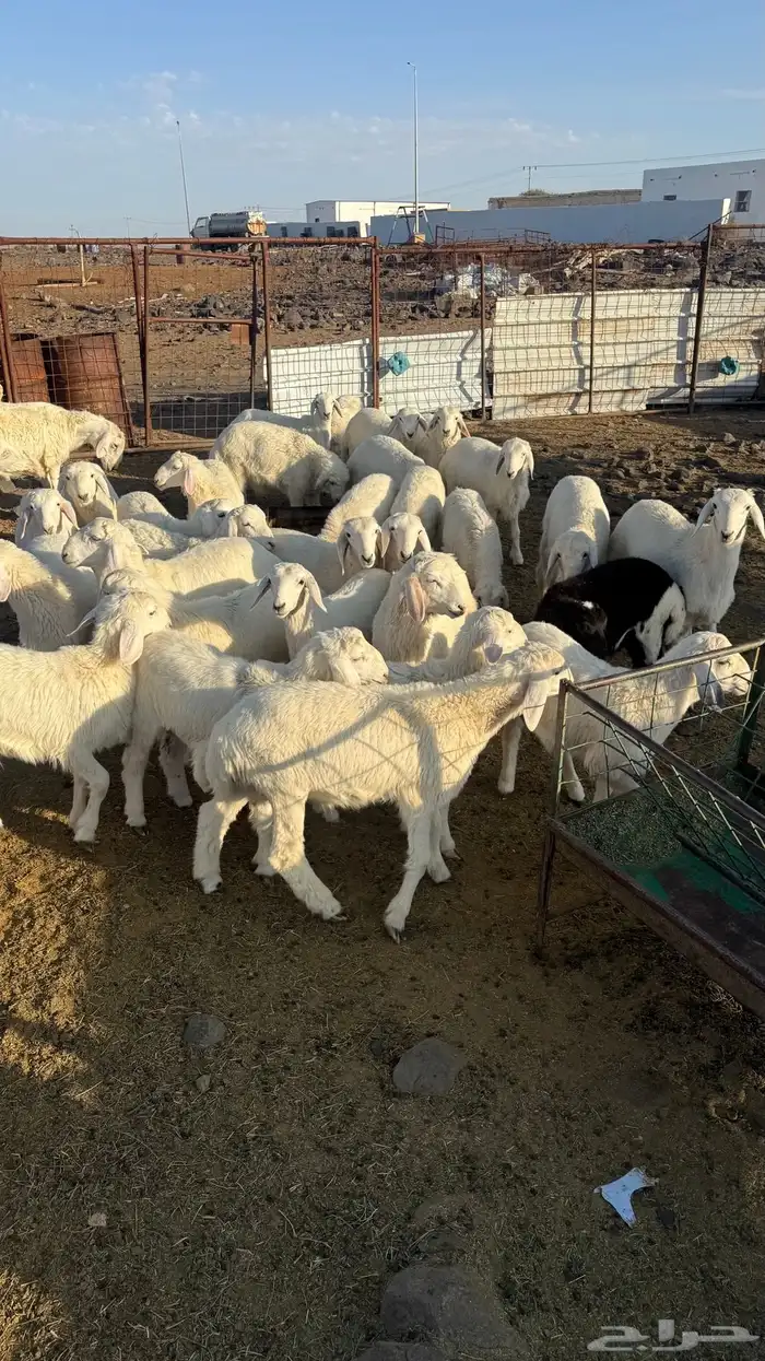 بهم مخلوط العدد 30 وكثره طليان 5