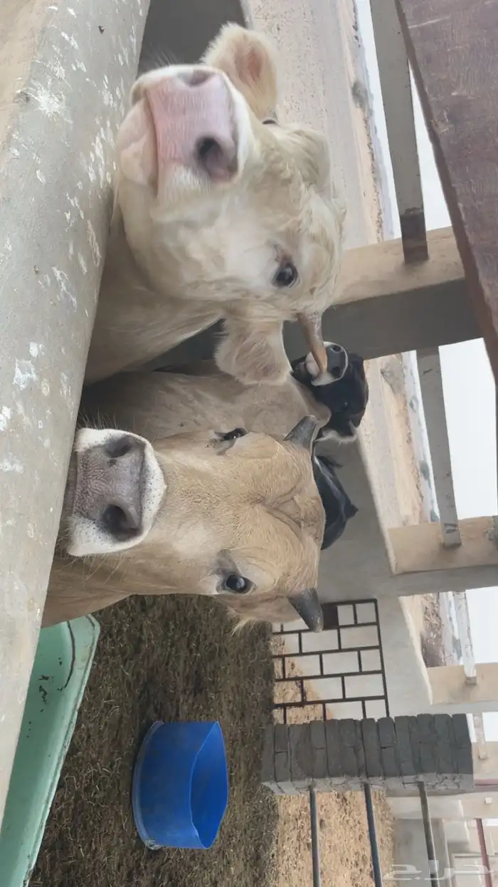 عجول بلدي تربية مزرعة 1