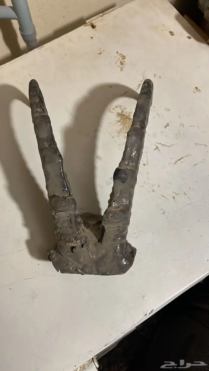 قرون وعل طبيعي 2