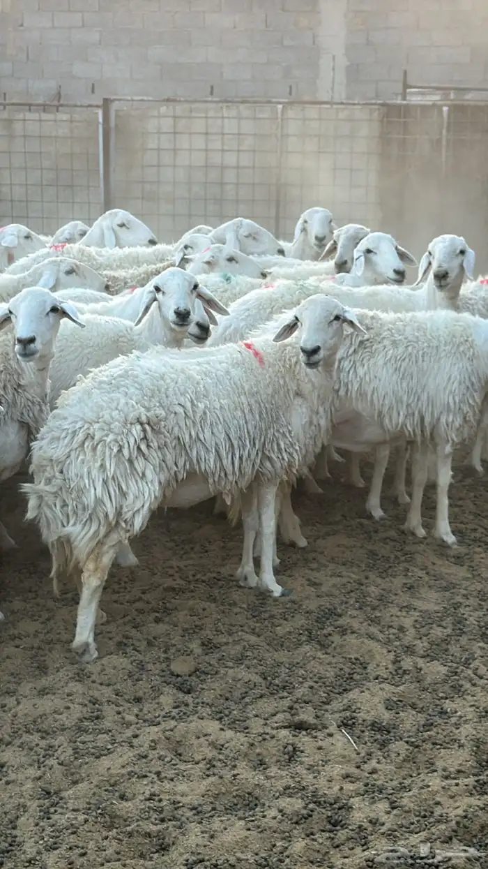 ضان حريات جذعه ثنية رباع اغلب الغنم 0