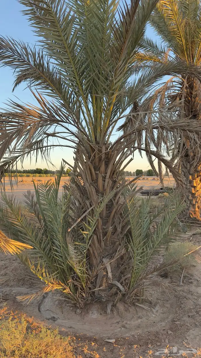 نخخل سلج خشرم صقعي متعدد للبيع سمح 4