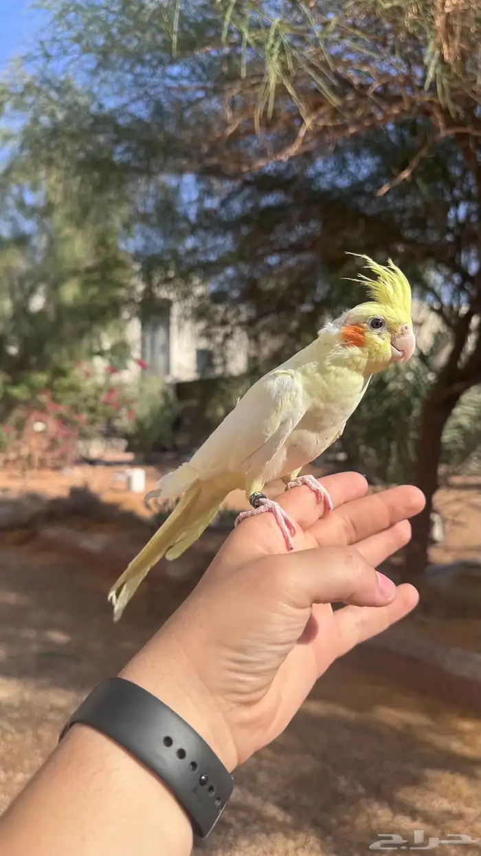 كروان اليف 3