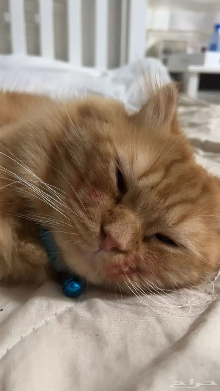 العمر سنتين - ذكر - نظيف لايوجد امراض 2