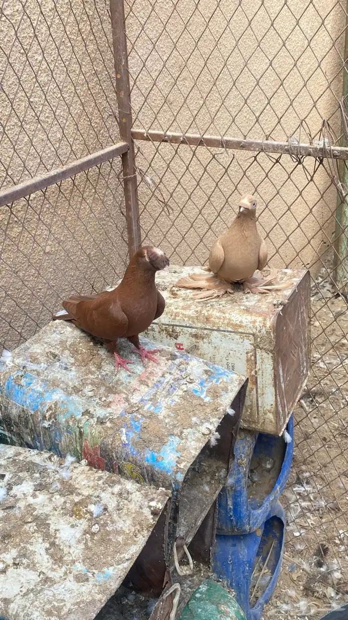 حمام صابوني مستوى تب 0