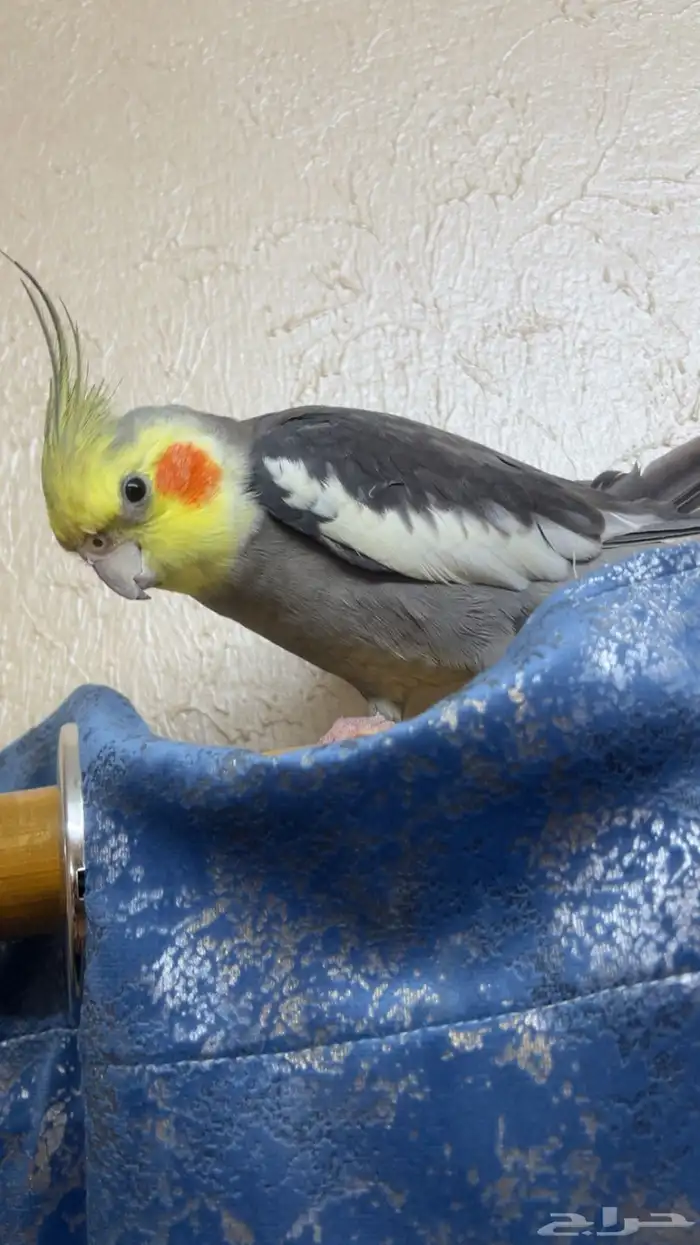 ببغاء كروات اليف 0