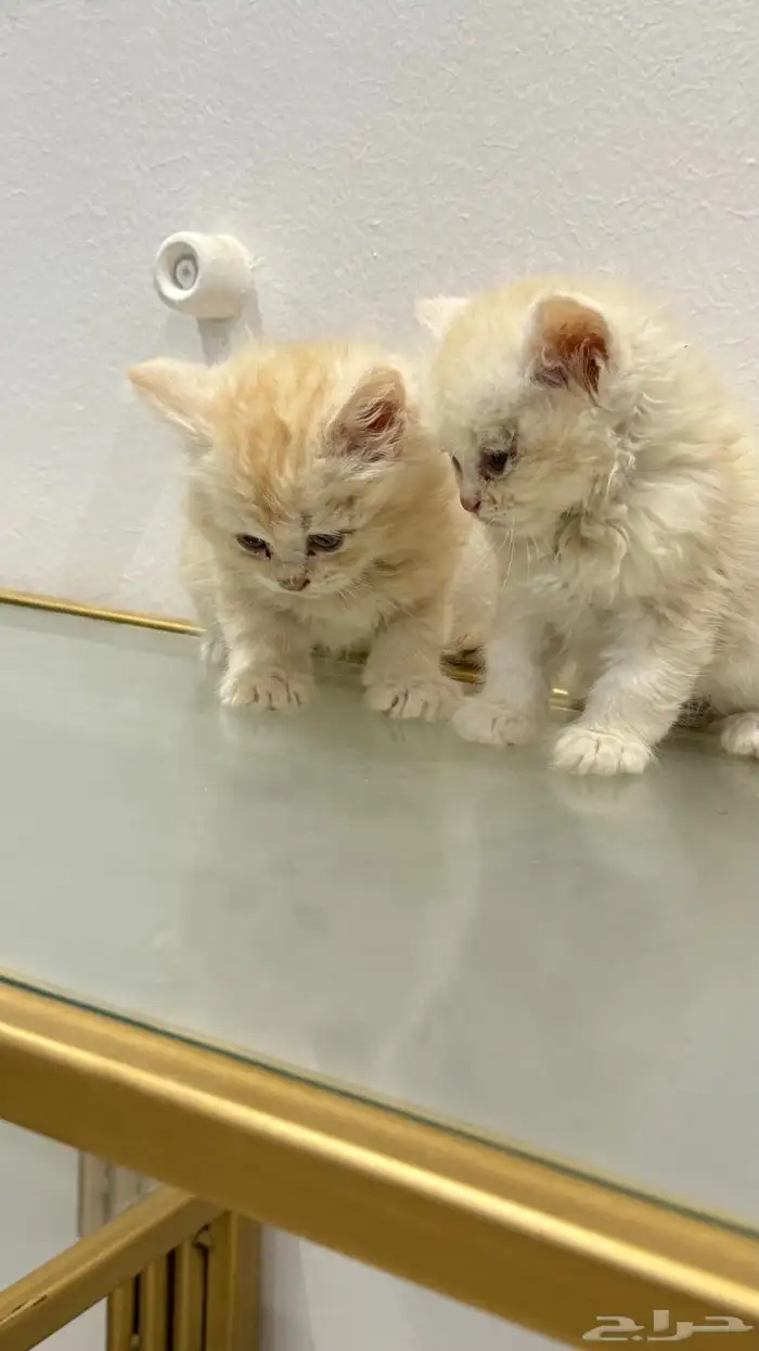 قطط كتن 5