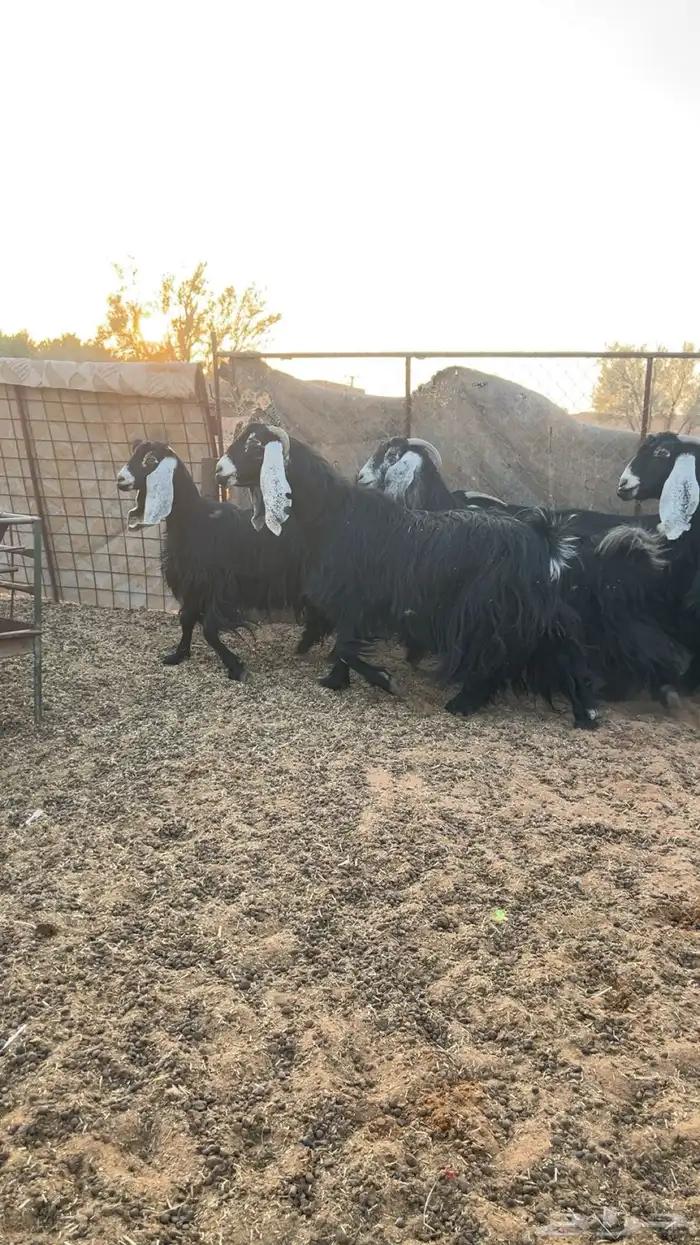 للبيع معزا 2