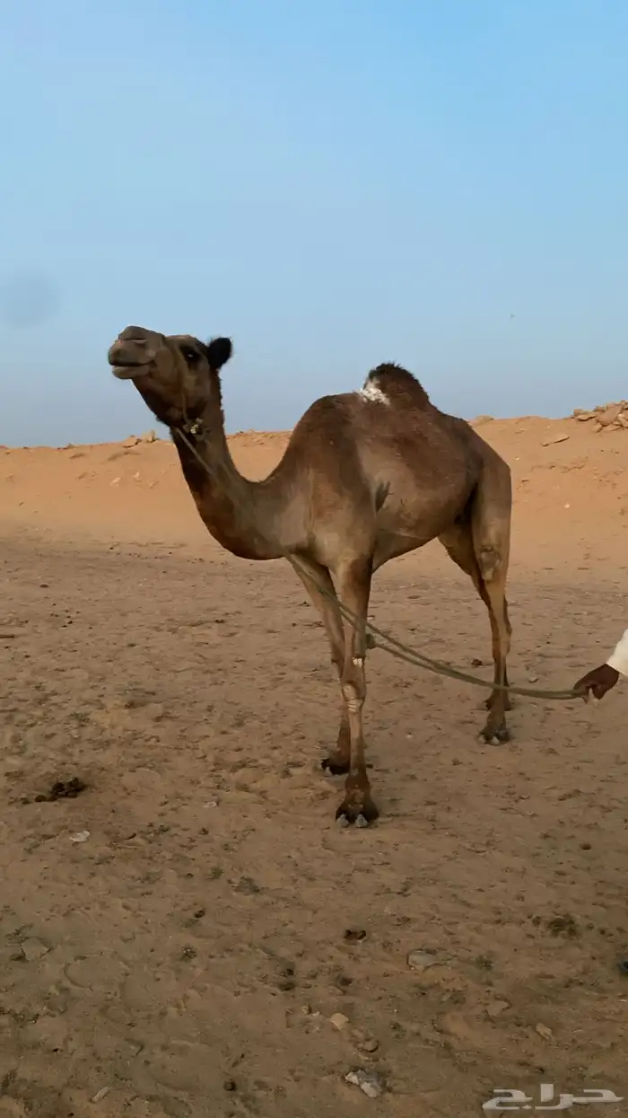 للبيع رحول طوع 0