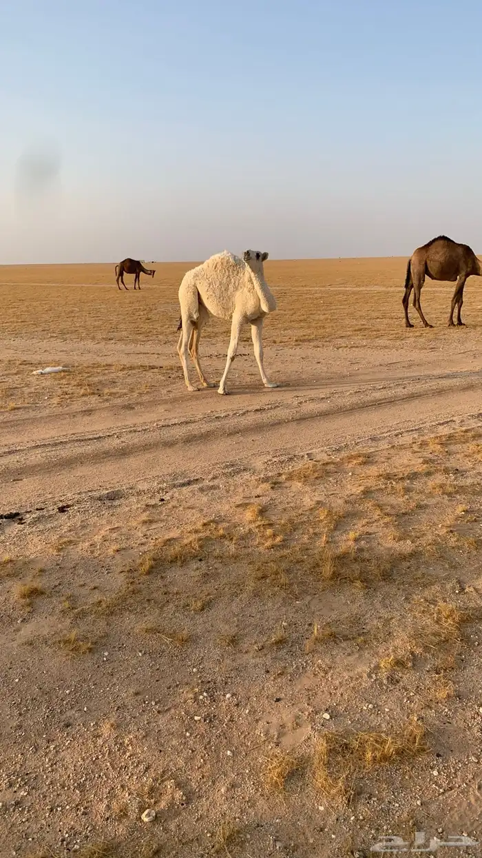 حفرالباطن القيصومة 0