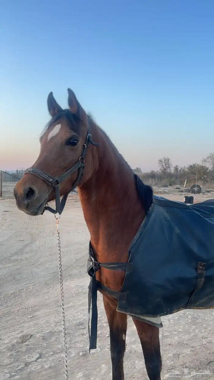 اجلال خيل ضد المطر و داخل صوف وكبير ويدفي 0