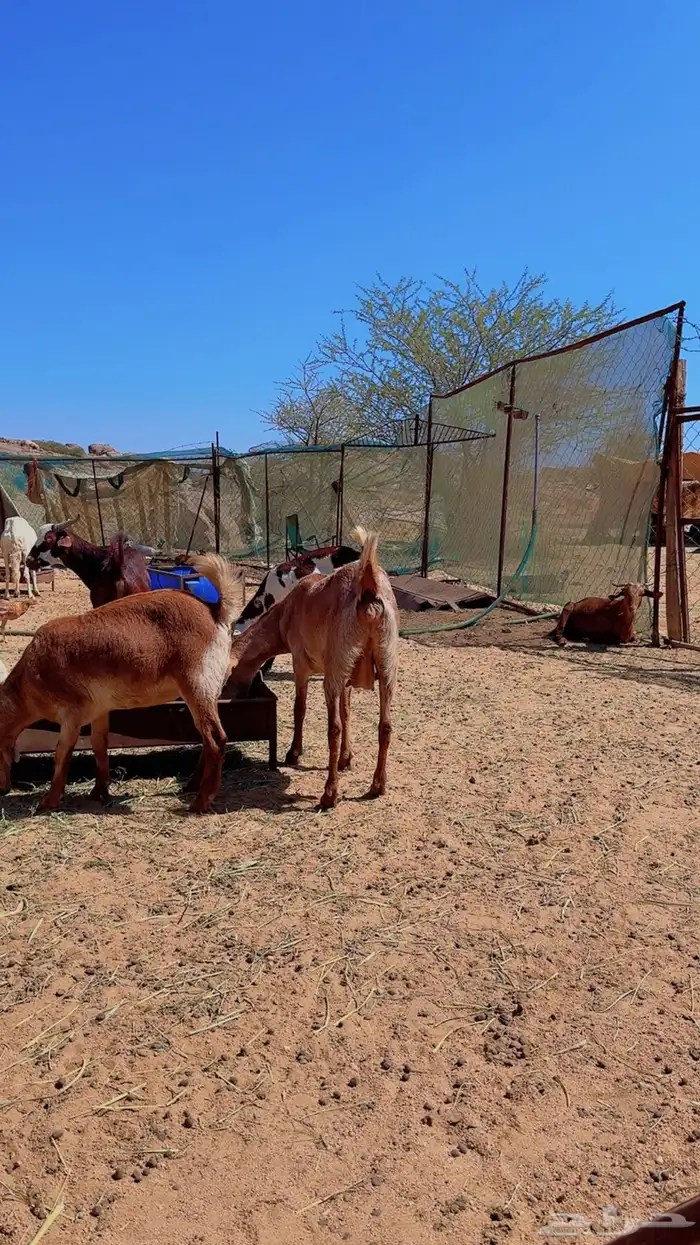 معزاء للبيع 4