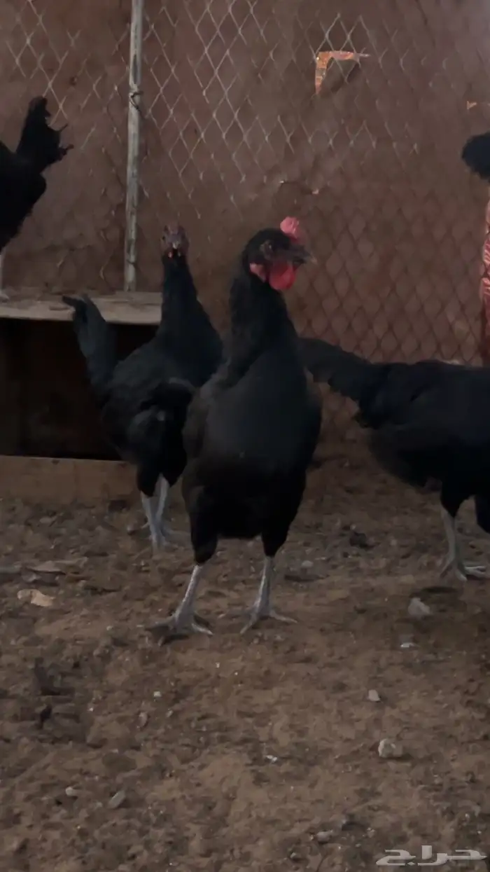 بيض دجاج اسود صك 3