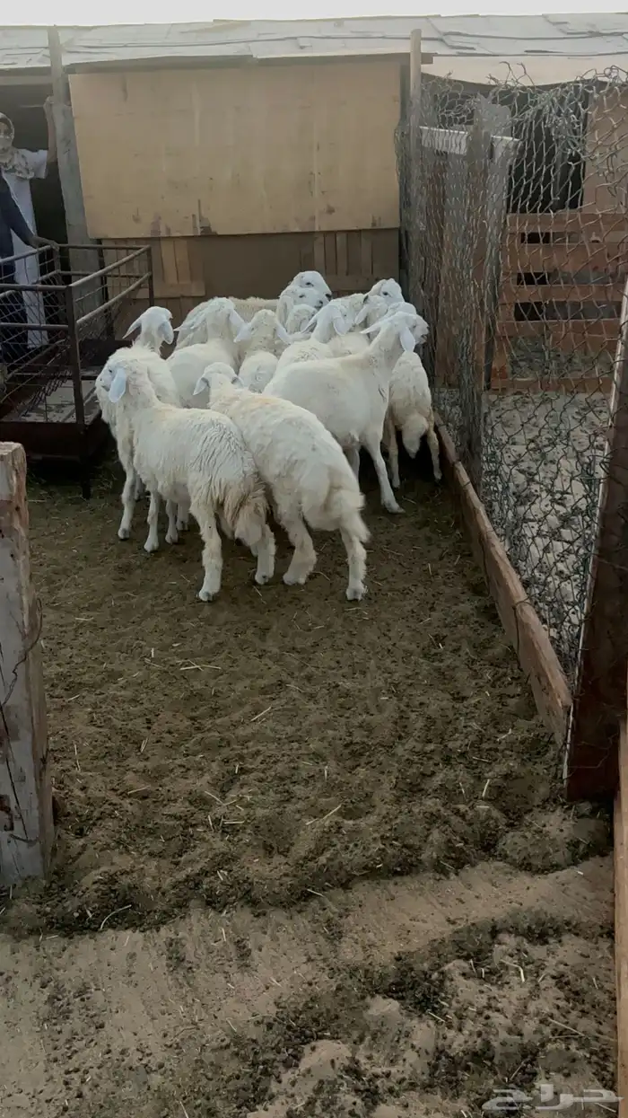 20 خروف ورخل 7