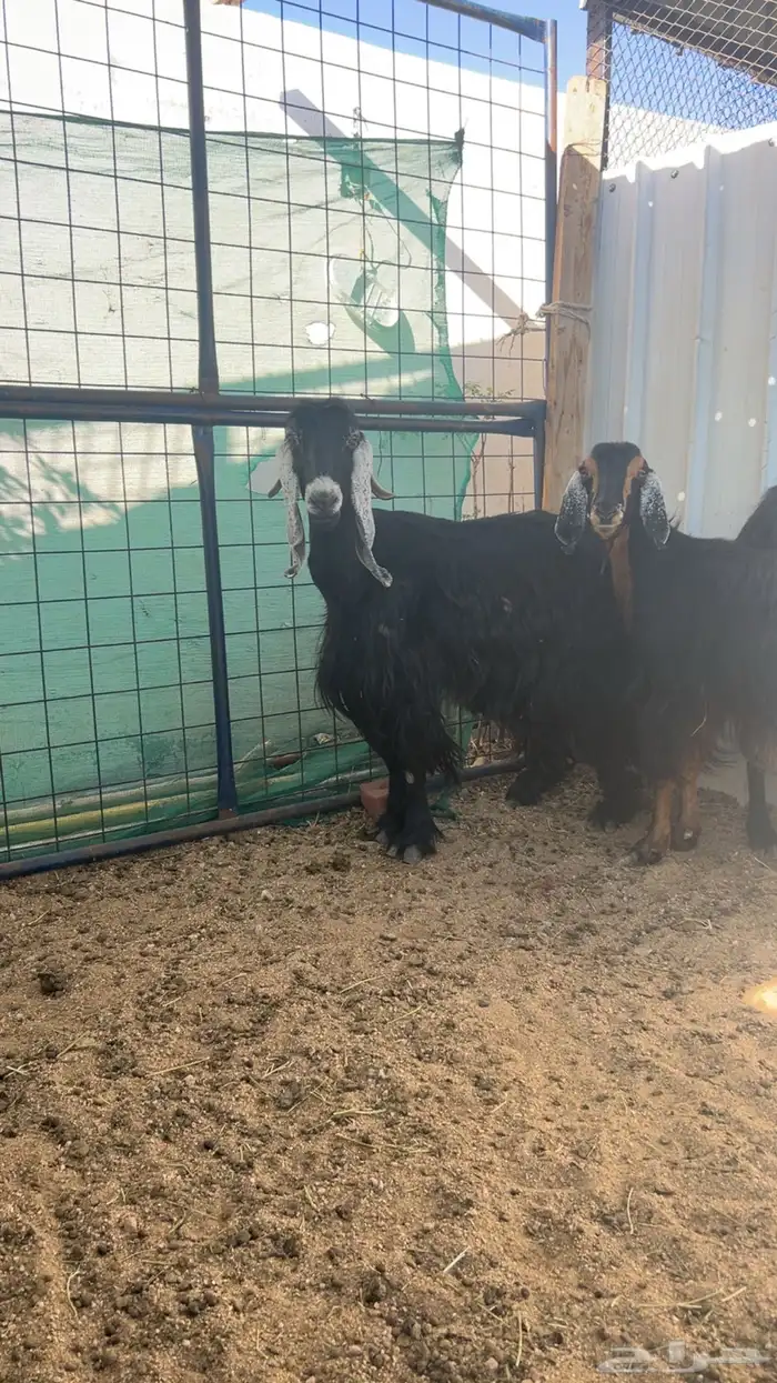 معزا عوارض طيبه ب الحيل دفيع كلها 2