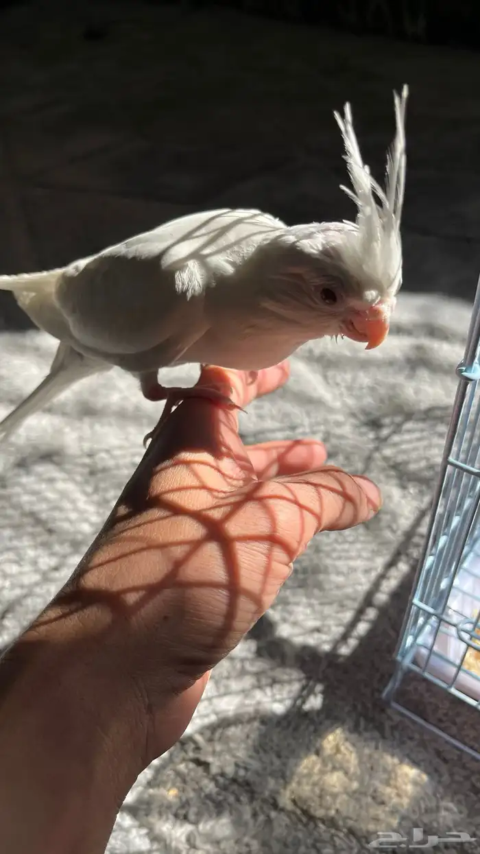 ببغاء كروان البينو 1